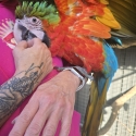 Handraised Harlequin Macaw female