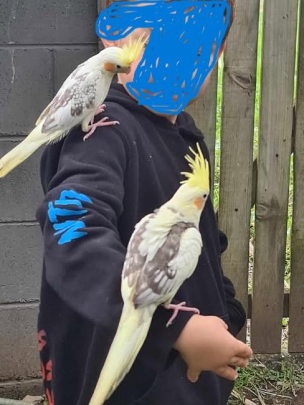 hand reared cockatiels x 2