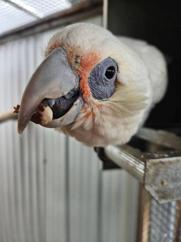 Muirs Corella Cacatua pastintor pastintor chick