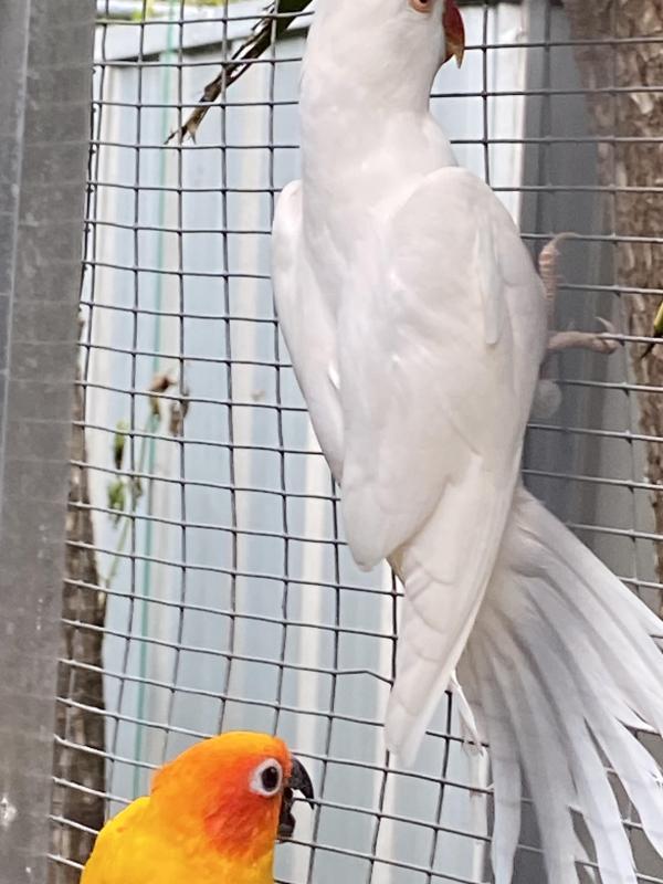 Cheap ringnecks need the space