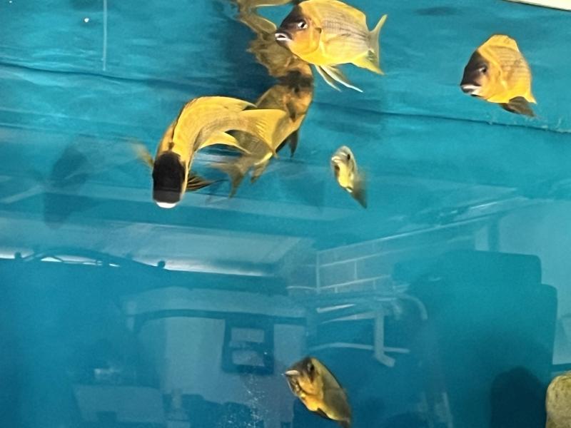 FS: Sub Adult Petrochromis Red Bulu colony