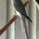 Mauve cleartail Indian ringneck cock & cleartail split opaline baby