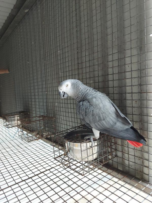 Aviary Sell out Exotic Parrots