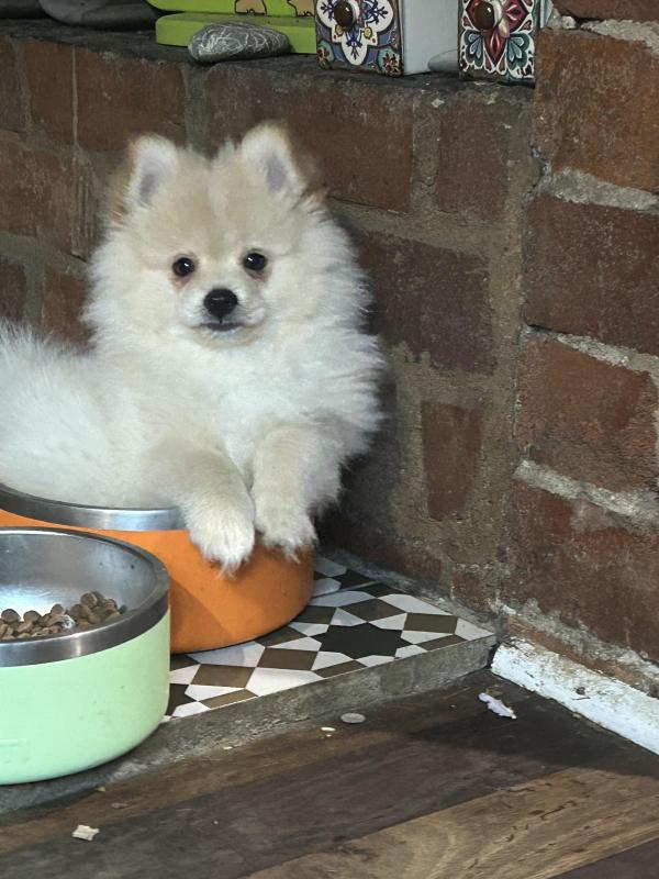 Pomeranian boy ready now