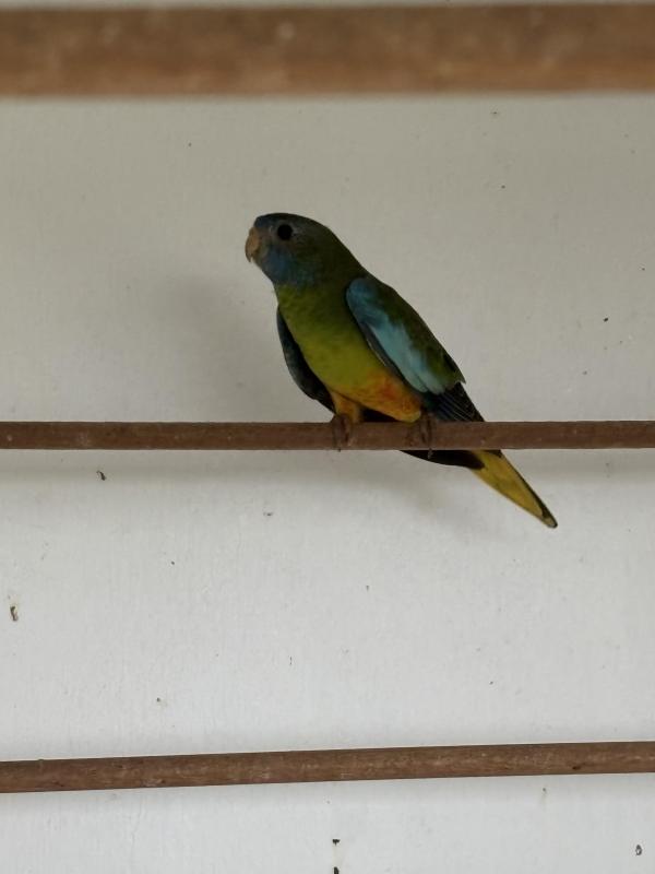 Normal scarlet chested parrots