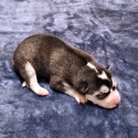 Siberian Husky Puppies