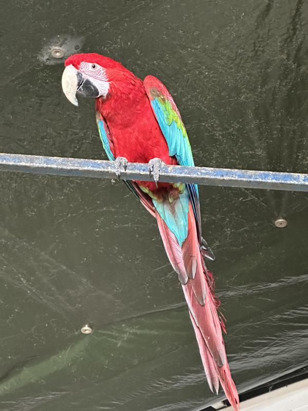 Greenwing Macaw Cockbird 2 year old