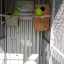 Plumhead  Parrot  Mutations  &   Opaline Cleartail     Ringnecks