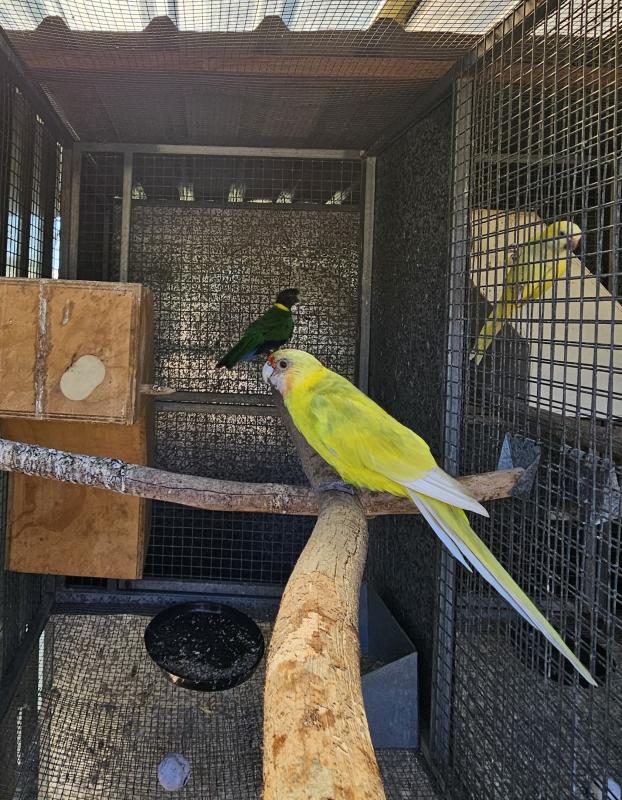 TWENTY EIGHT PARROT MUTATIONS