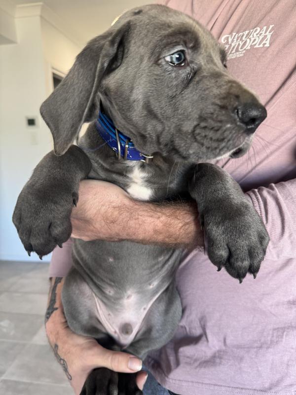 Great Dane puppies 8 weeks old blue coat and eyes