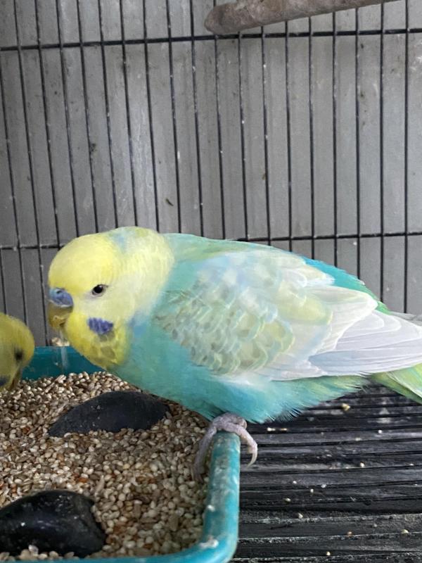 RAINBOW  BUDGIES QUALITY HEALTHY BIRDS SELL OUT !