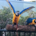 Hand raised Blue and Gold macaw