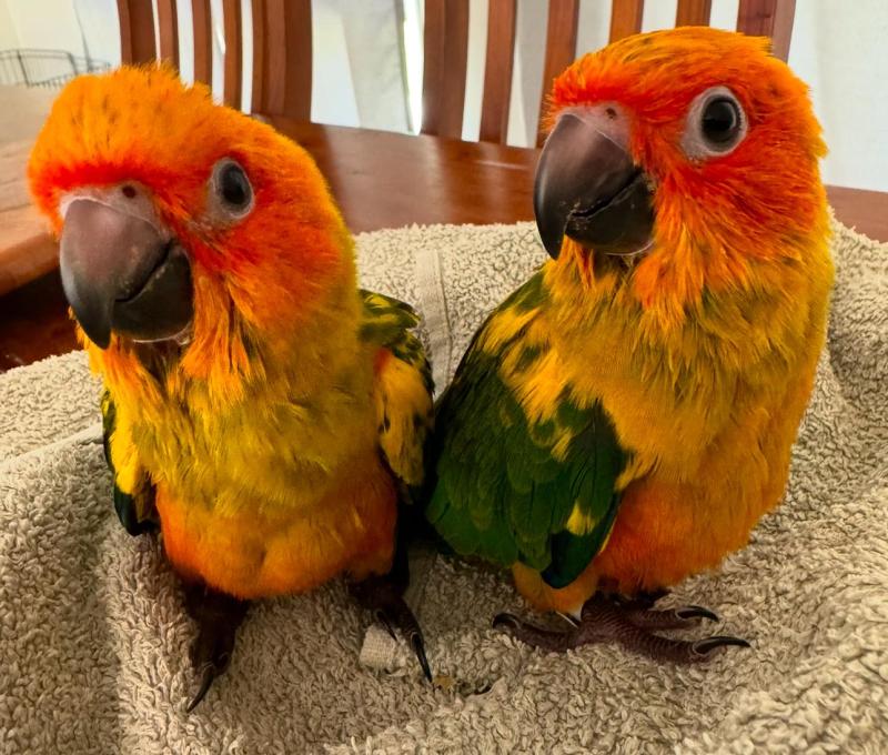 Handraised sun conure babies