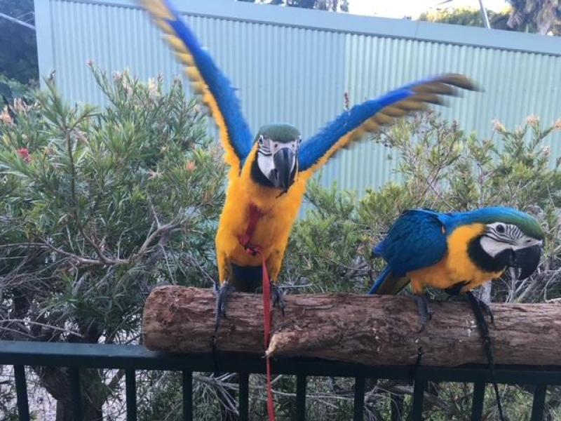 Hand raised harness trained Blue and Gold macaw