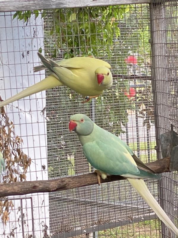 Indian ringneck opaline cleartail breeding pair