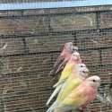Lutino , Rubino  , rosa and wild type bourke parrots for sale
