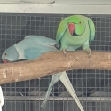 Indian ringneck breeding pair