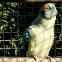 indian ringnecks