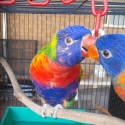 Hand raised Lorikeets