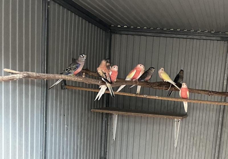 BOURKE PARROTS