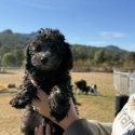 Moodle x poodle