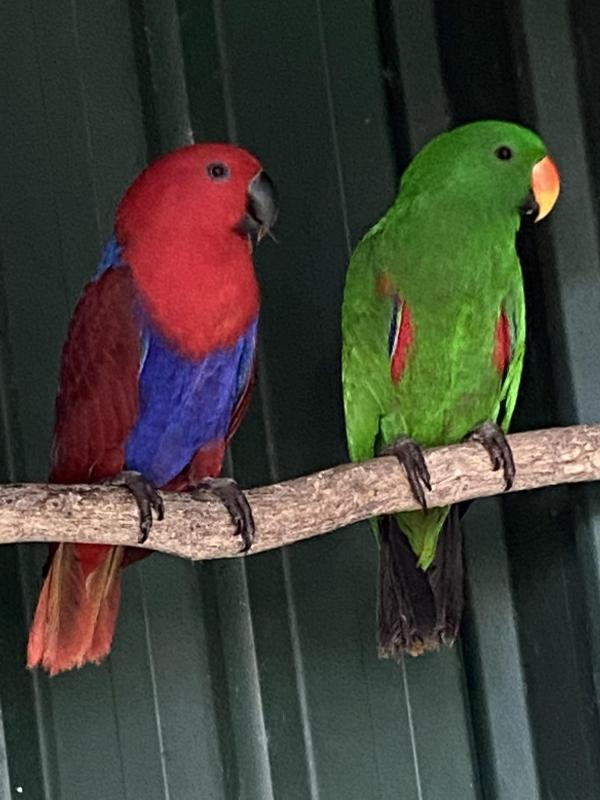 Eclectus - Aruensis pure bloodlines - Pair
