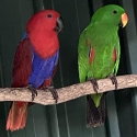 Eclectus - Aruensis pure bloodlines - Pair