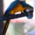 $5000 Proven, Blue & Gold Breeding Pr & $2500ea x 2 young Hens + Burus + Figgies