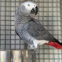 African Grey Male 5YO