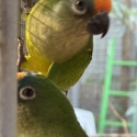 Peach Fronted Conures bonded Pair