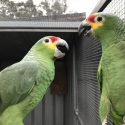 RED LORED AMAZONS