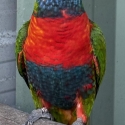 S/F jade split opaline cock