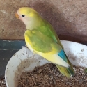 Peach face love birds
