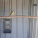 Plumhead  Parrot   Mutations  &  Ringnecks  Opaline  Cleartails