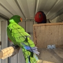 Parrots for sale
