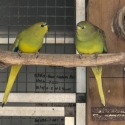 Normal Elegant Parrot Pair & Spare Cock