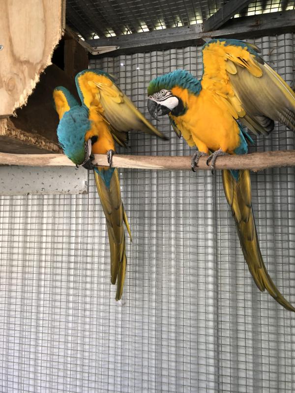Macaws