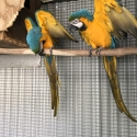 Macaws