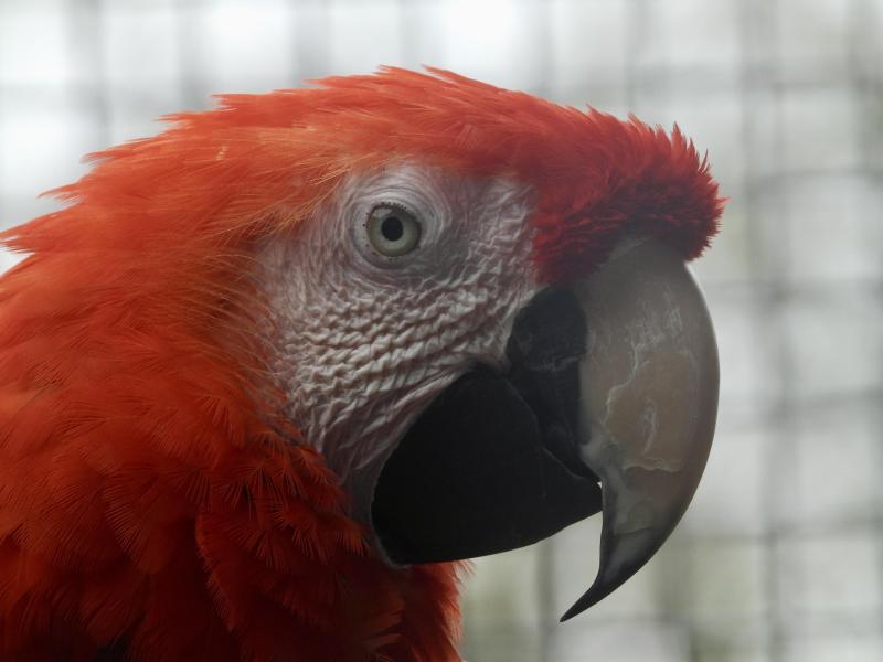 Mature male scarlet
