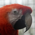 Mature male scarlet