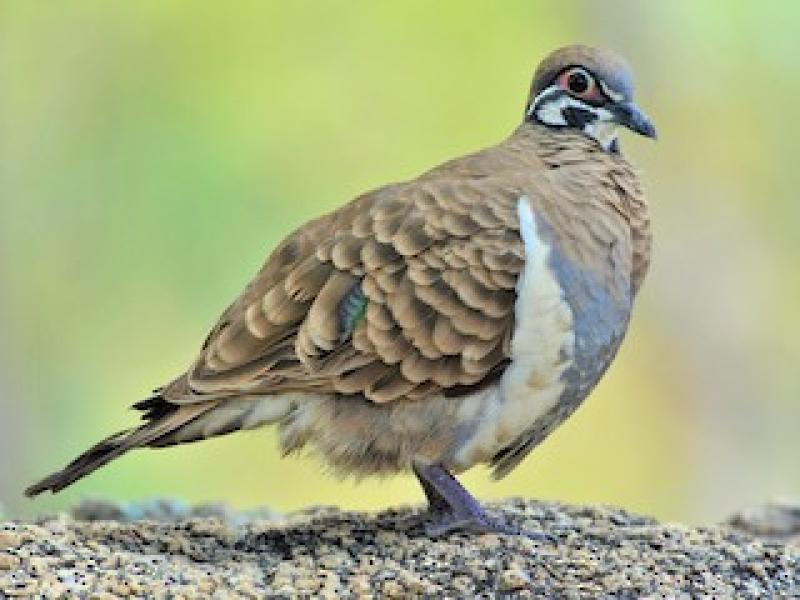 Squatter Pigeons and or Partridge Pigeons