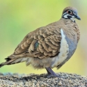 Squatter Pigeons and or Partridge Pigeons