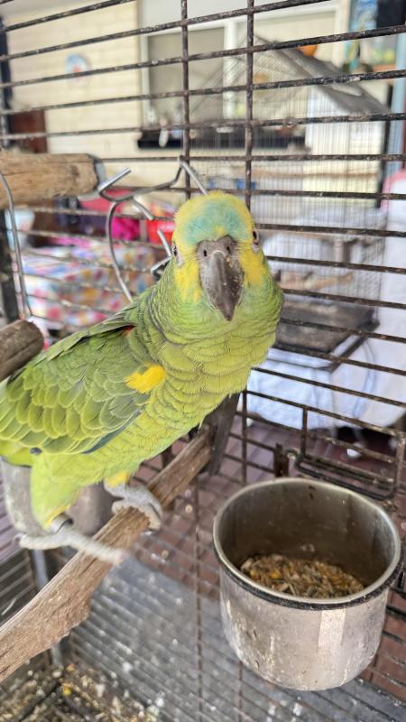 Hand-Reared Blue Front Amazon