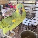 Hand-Reared Blue Front Amazon