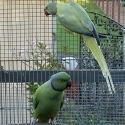 PROVEN BREEDING PAIR OF INDIAN RINGNECKS DIRT CHEAP