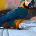 Nala blue and gold macaw