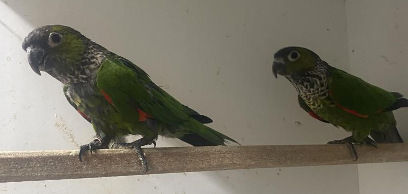 Black Cap Conure pair