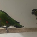 Black Cap Conure pair