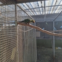 Birds going to Beaudesert sale