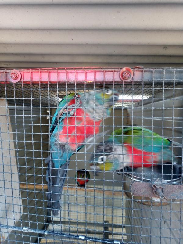 Conures for sale